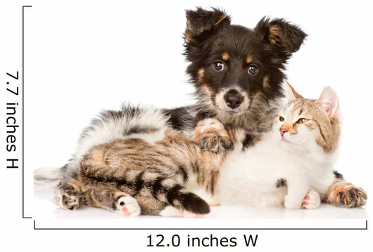 Cute Dog Embracing Cat 