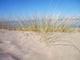 Seagrass Dunes Wall Decal