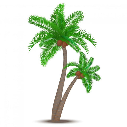 Tropical palm tree with coconuts 