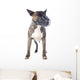 Bull Terrier and Muzzle Wall Decal