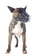 Bull Terrier and Muzzle Wall Decal