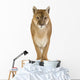 Puma 17 Years - Puma Concolor Wall Decal