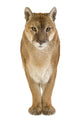 Puma 17 Years - Puma Concolor Wall Decal