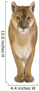 Puma 17 Years - Puma Concolor Wall Decal