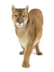 Puma 17 Years - Puma Concolor 