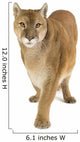 Puma 17 Years - Puma Concolor 