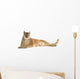 Puma (17 years) - Puma concolor Wall Decal