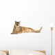 Puma (17 years) - Puma concolor Wall Decal