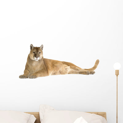 Puma 17 Years Wall Decal shown on a wall