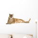 Puma (17 years) - Puma concolor Wall Decal