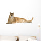 Puma (17 years) - Puma concolor Wall Decal