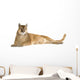Puma (17 years) - Puma concolor Wall Decal