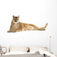 Puma (17 years) - Puma concolor Wall Decal