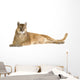 Puma (17 years) - Puma concolor Wall Decal