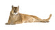 Puma (17 years) - Puma concolor Wall Decal