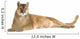 Puma (17 years) - Puma concolor Wall Decal