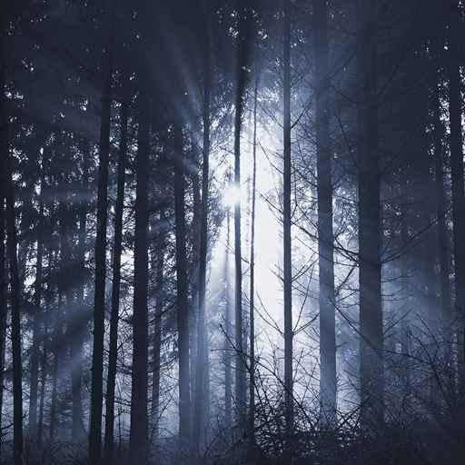 Waldlichter 06 Wall Decal