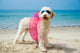 Hund am Strand 