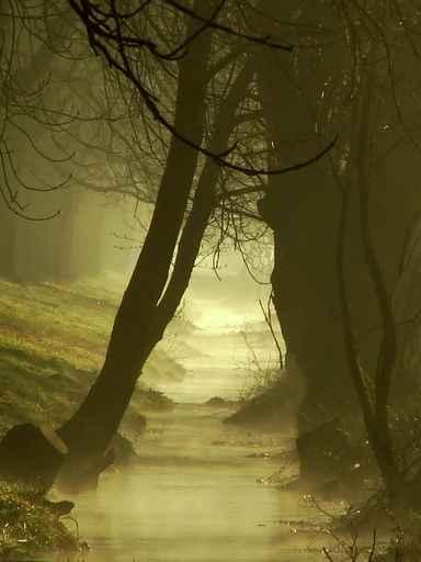 Mystic Fog Wall Decal
