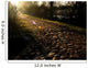 Stone Path on Morning Light Wall Mural
