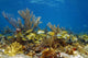 Underwater landscape in a coral reef with fish 