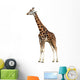 Giraffe Isolated 