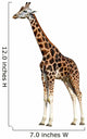 Giraffe Isolated 