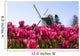tulips Wall Mural