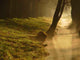 Spiritual Landscape Wall Decal