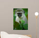 Vervet Monkey 