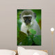 Vervet Monkey 