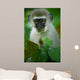 Vervet Monkey 