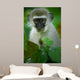 Vervet Monkey 