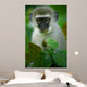 Vervet Monkey 