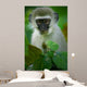 Vervet Monkey 
