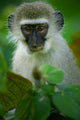Vervet Monkey 