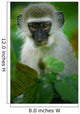 Vervet Monkey 