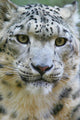 Snow Leopard 