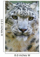 Snow Leopard 