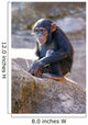Chimpanzee 