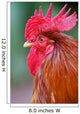 Red Rooster 