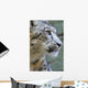 Snow Leopard Wall Mural