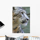 Snow Leopard Wall Mural