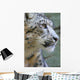 Snow Leopard Wall Mural