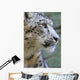 Snow Leopard Wall Mural