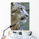 Snow Leopard Wall Mural