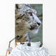 Snow Leopard Wall Mural