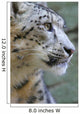 Snow Leopard Wall Mural