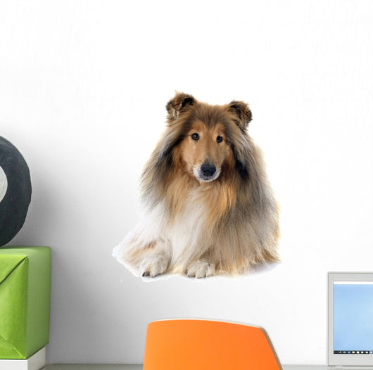 rough collie 