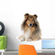 rough collie 